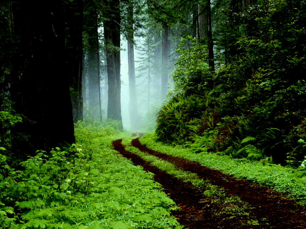 Sentiero nella foresta di Redwoods State Park, California.
