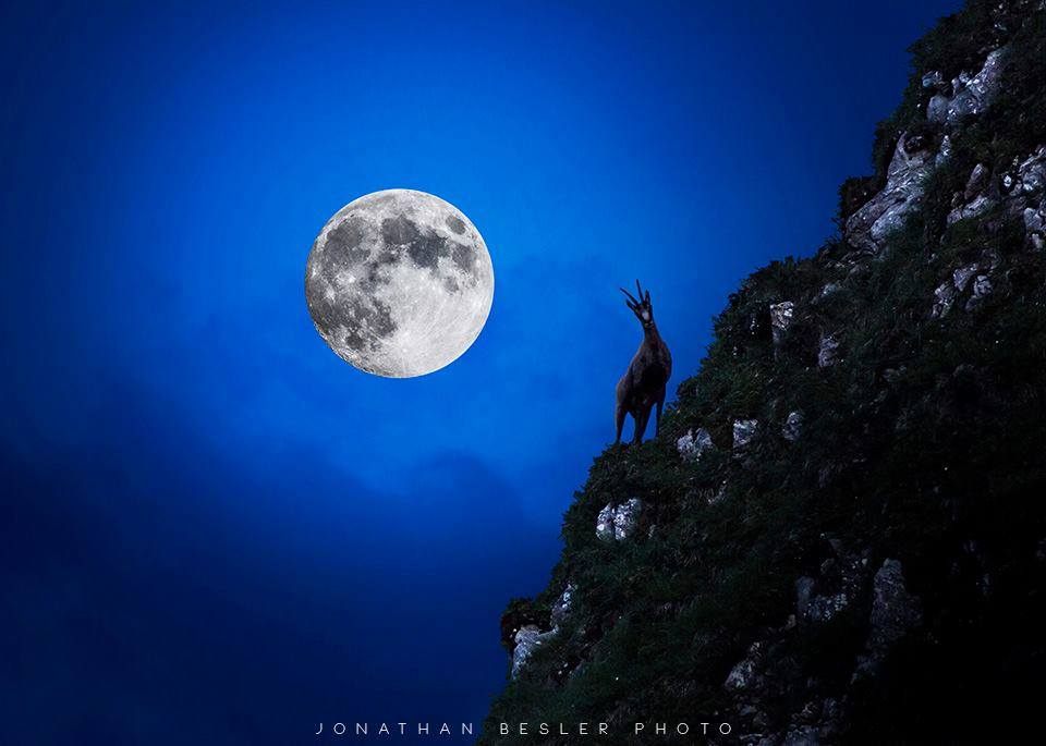 full moon with goat