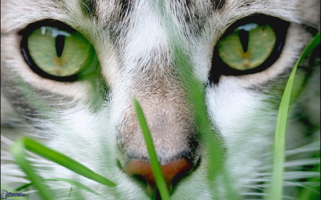 faccia-di-gatto,-occhi-verdi-166916