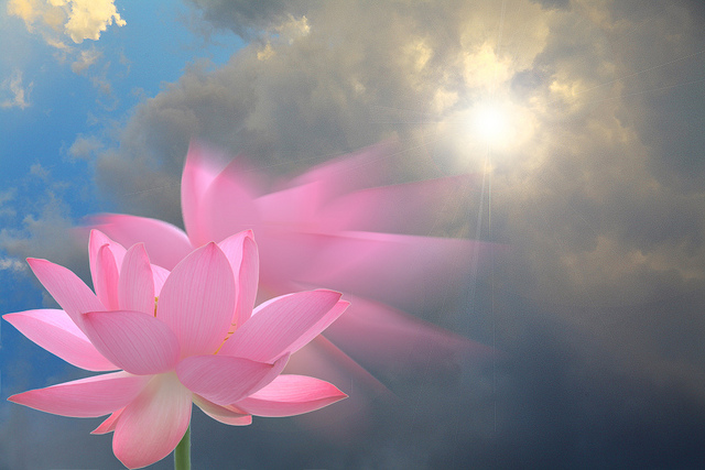 lotus-rising-sun