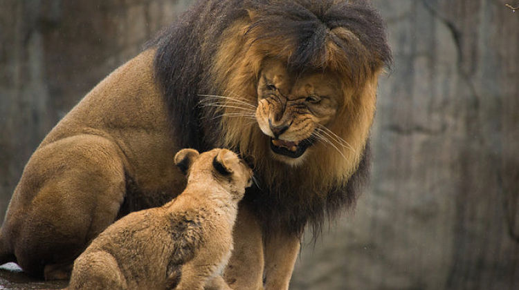 cuccioli-leone-padre-zoo