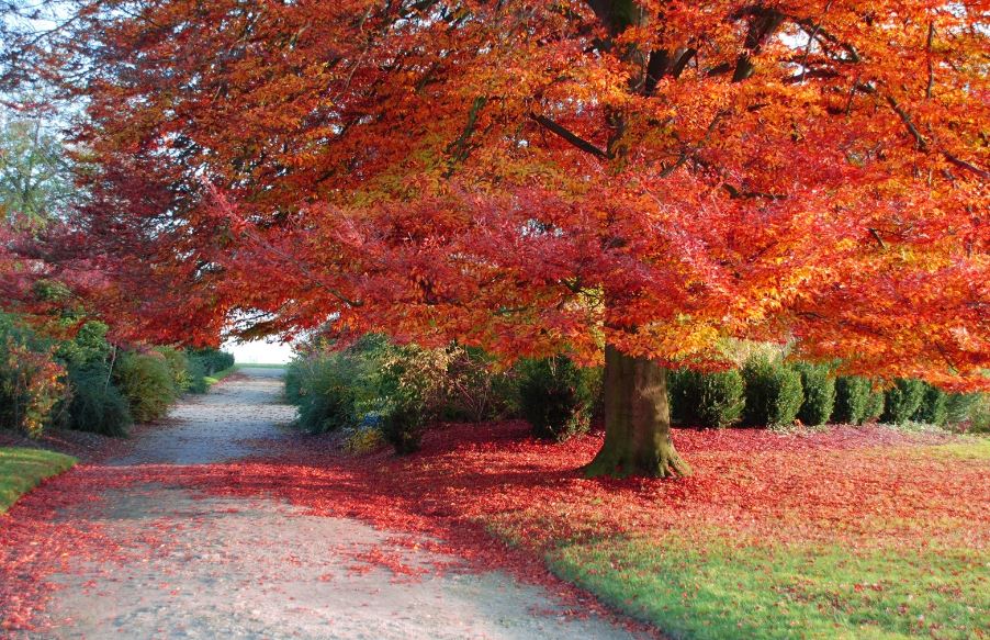 alberi-autunno